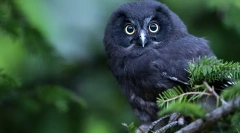 Pričakovana življenjska doba owl